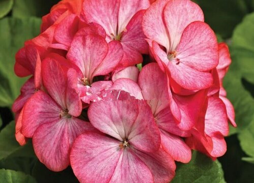 最耐热的天竺葵品种