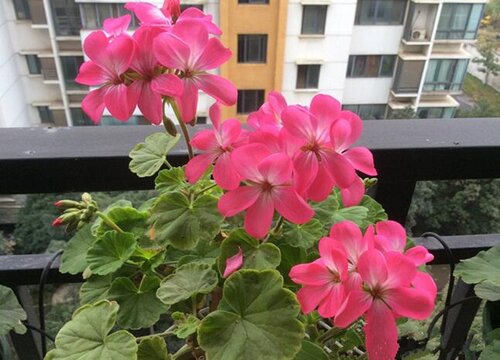 最耐热的天竺葵品种