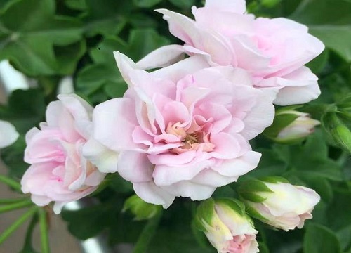 最耐热的天竺葵品种