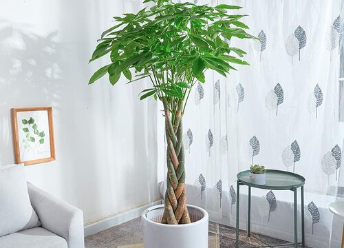 发财树一杆的好还是三杆的好