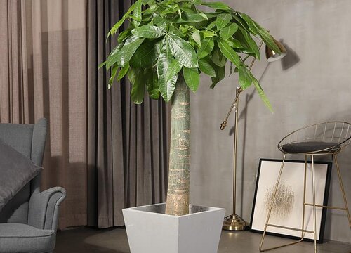 发财树一杆的好还是三杆的好