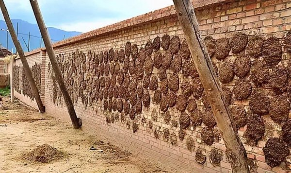 牛粪的用途有哪些