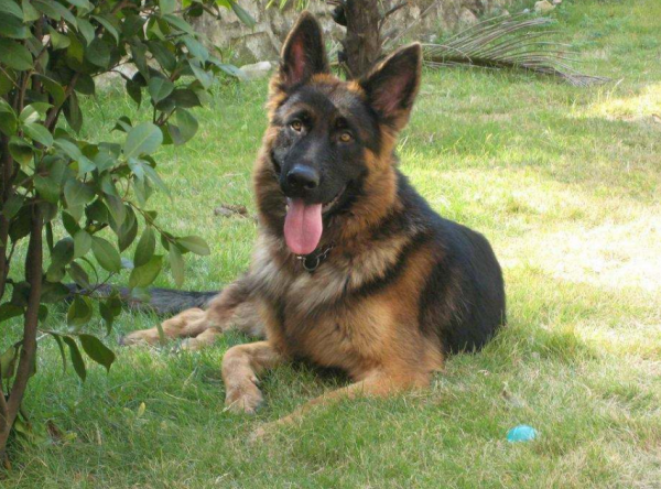 第一次养狗适合养什么狗