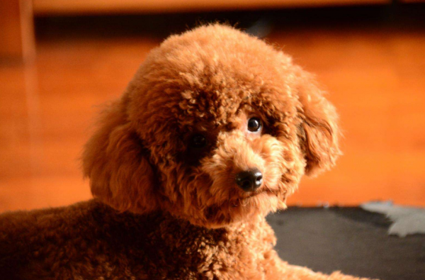 第一次养狗适合养什么狗