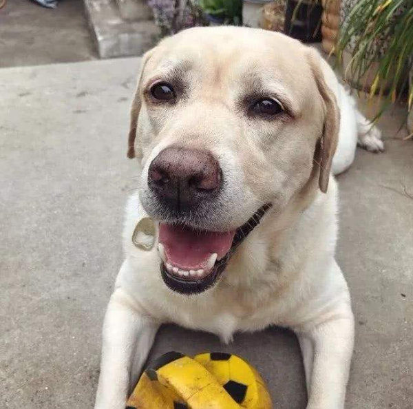 第一次养狗适合养什么狗