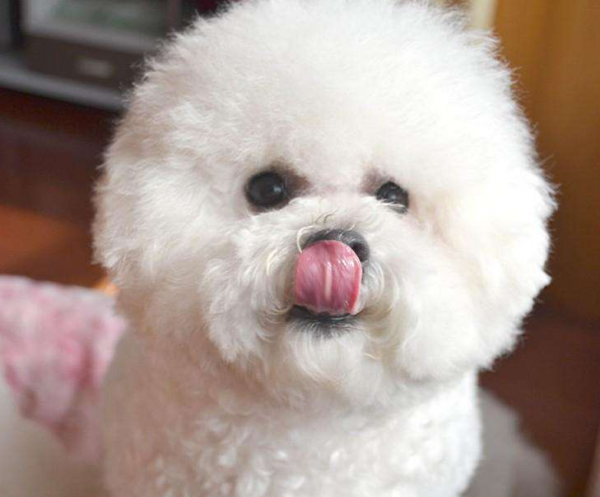 第一次养狗适合养什么狗