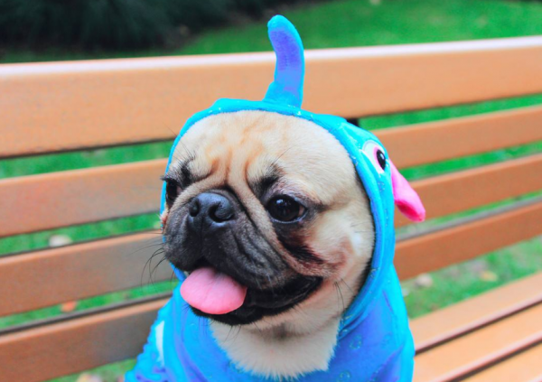 第一次养狗适合养什么狗