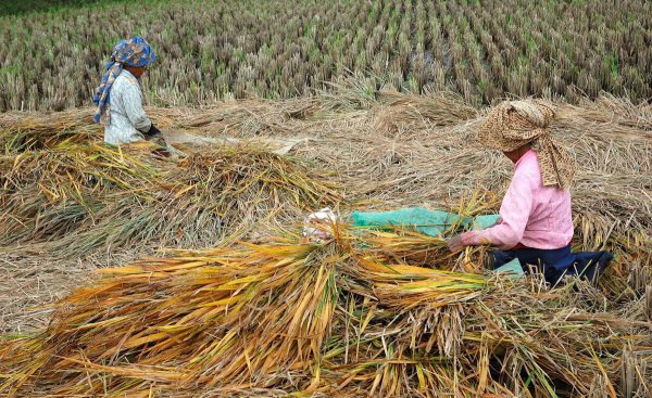 中国农业税取消的真正原因