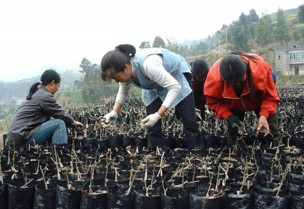 中国农业税取消的真正原因