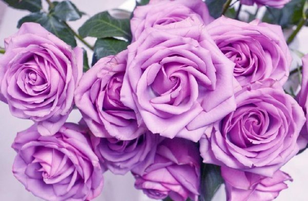 紫色玫瑰花语是什么意思