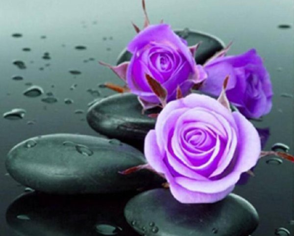 紫色玫瑰花语是什么意思