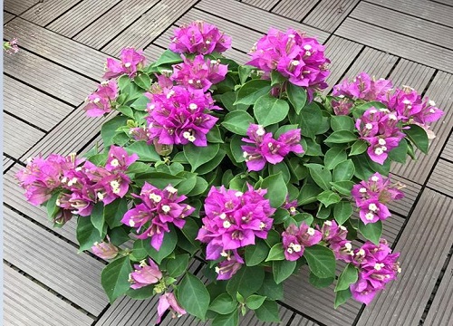 三角梅如何修剪压出好造型