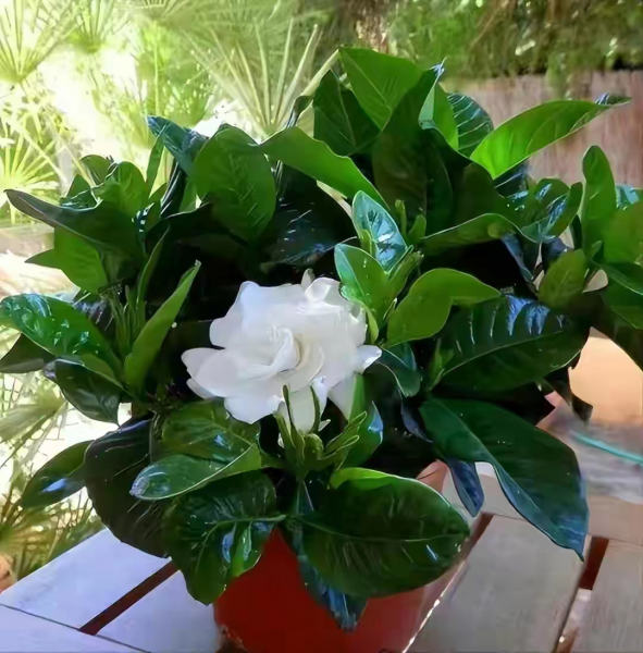 什么花最香持久还好养