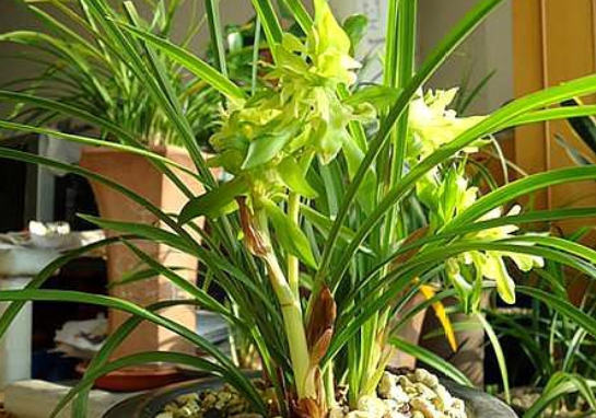 什么花最香持久还好养