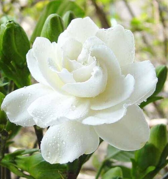 什么花最香持久还好养