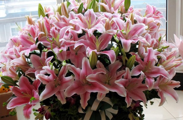 什么花最香持久还好养