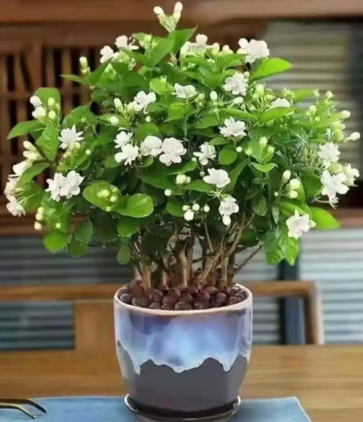 什么花最香持久还好养