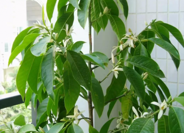 什么花最香持久还好养