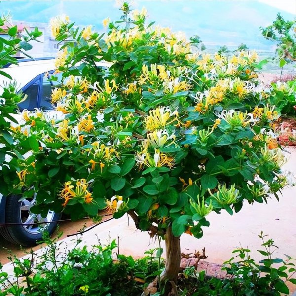 什么花最香持久还好养