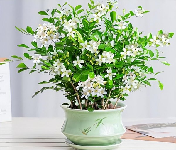 什么花最香持久还好养