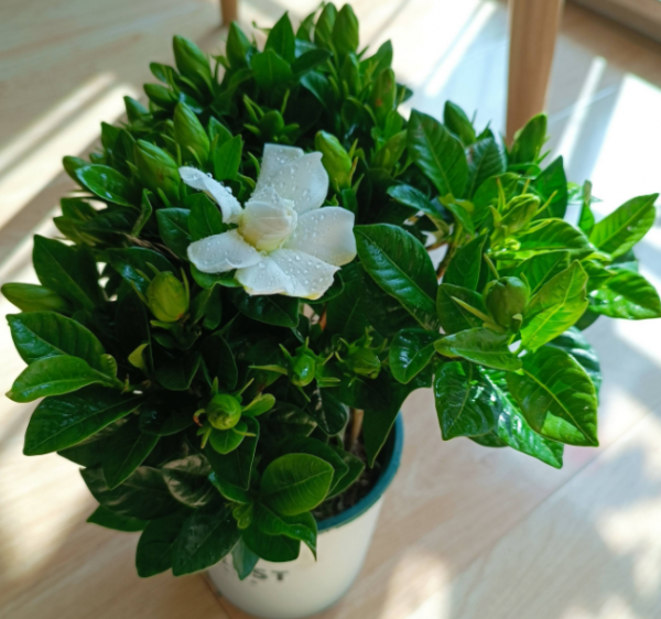 什么花最香持久还好养