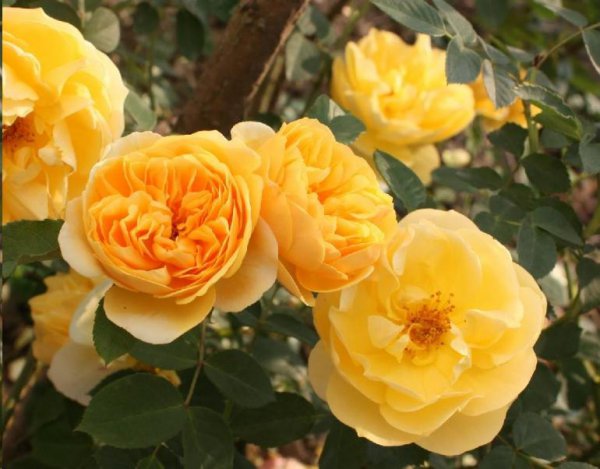 日常月季养护知识经验篇