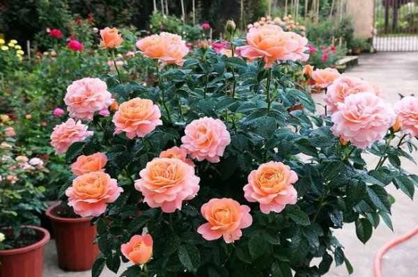 日常月季养护知识经验篇