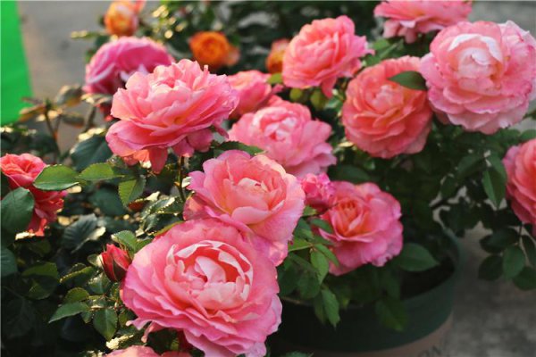 日常月季养护知识经验篇