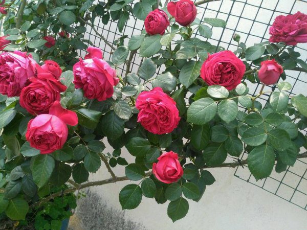 日常月季养护知识经验篇