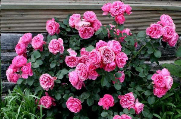 日常月季养护知识经验篇