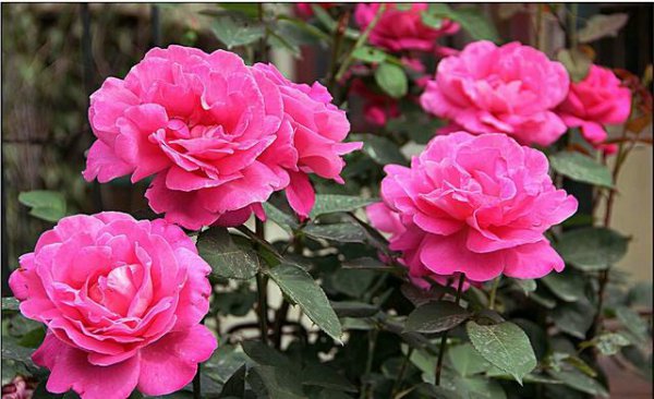 日常月季养护知识经验篇