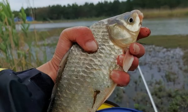 钓鱼什么时候提竿最合适