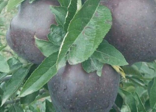 黑苹果种植条件