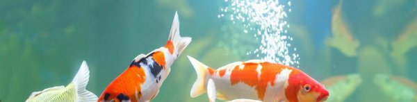 锦鲤不吃食是什么原因