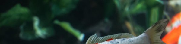 锦鲤不吃食是什么原因