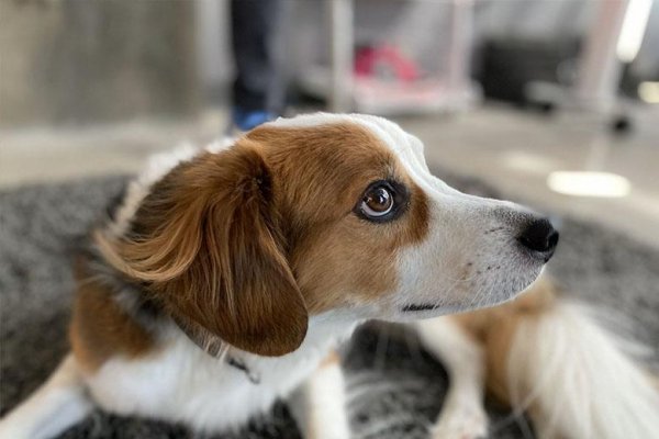 苹果11哪个颜色最贵最好看