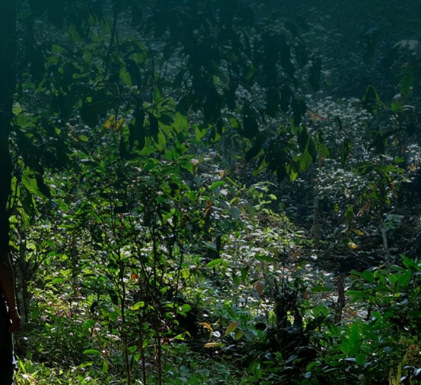 帕沙古树茶的特点口感