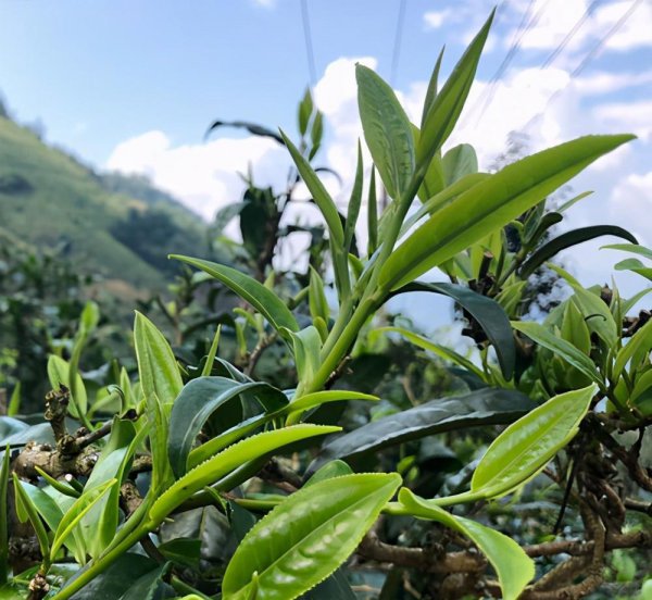 帕沙古树茶的特点口感