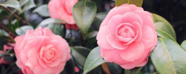 周年纪念日送什么花