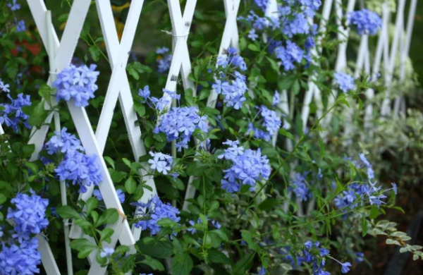 什么花在夏天开放