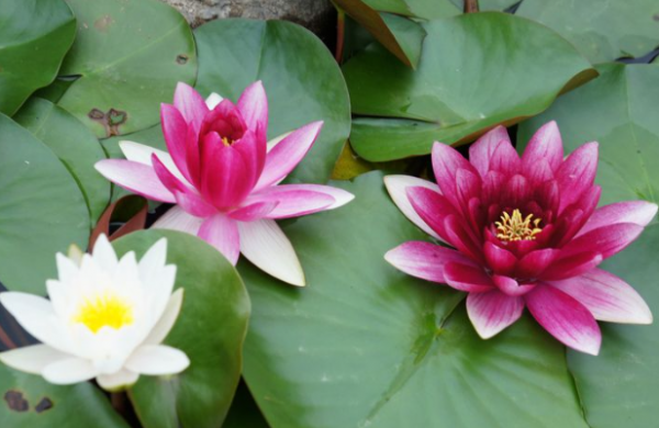 什么花在夏天开放