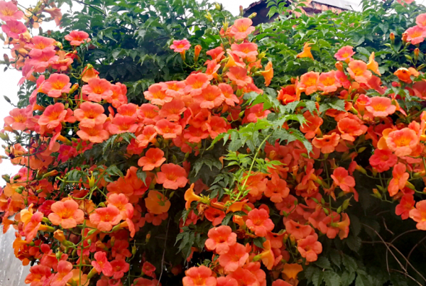 什么花在夏天开放