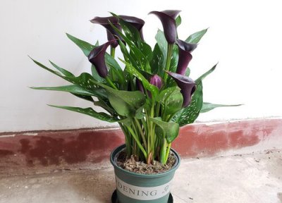 马蹄莲是否怕冻 马蹄莲冬天怎么养护