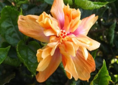 棒棒糖木槿花怎么修剪 盆栽朱槿如何修剪长成棒棒糖