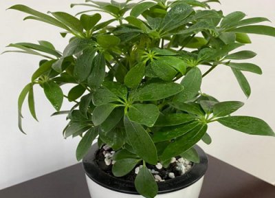 怎样给鸭掌木施肥 如何正确的给鸭掌木施肥