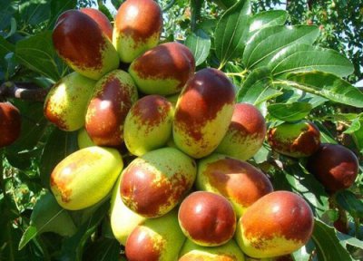 冬枣什么时候成熟 成熟月份与采摘时间