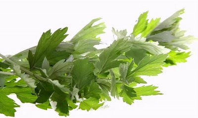 野艾蒿是不是就是艾草图片 3招教你快速分辨真假