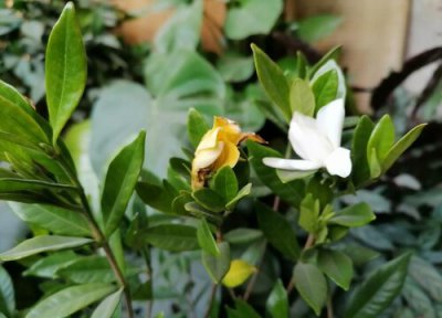 为什么栀子花的花苞底下烂黄 如何解决栀子花苞发黄掉落问题