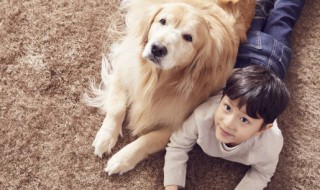 金毛喜欢吃什么食物 金毛喜欢吃的食物