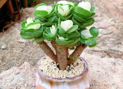 金钱木多久浇一次水 金钱木多长时间浇一次水